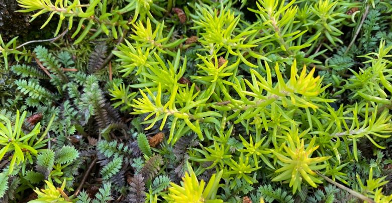 Planta Angelina como plantar