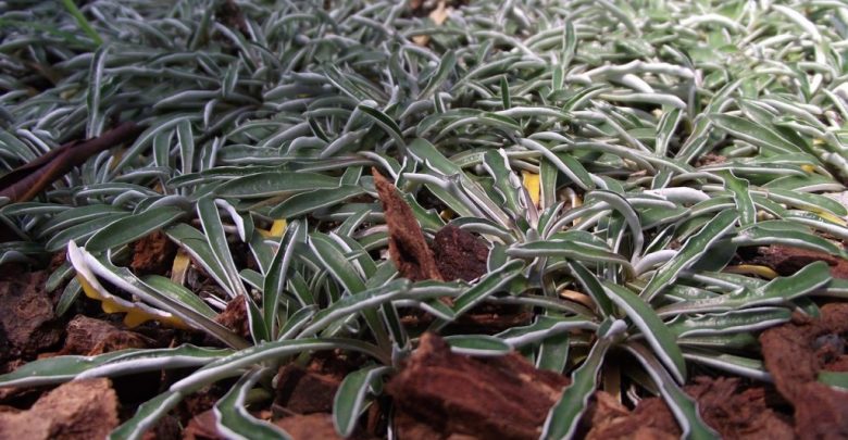 Planta Tapete Prateado