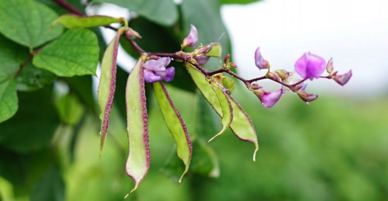 Plantar Feijão Roxo
