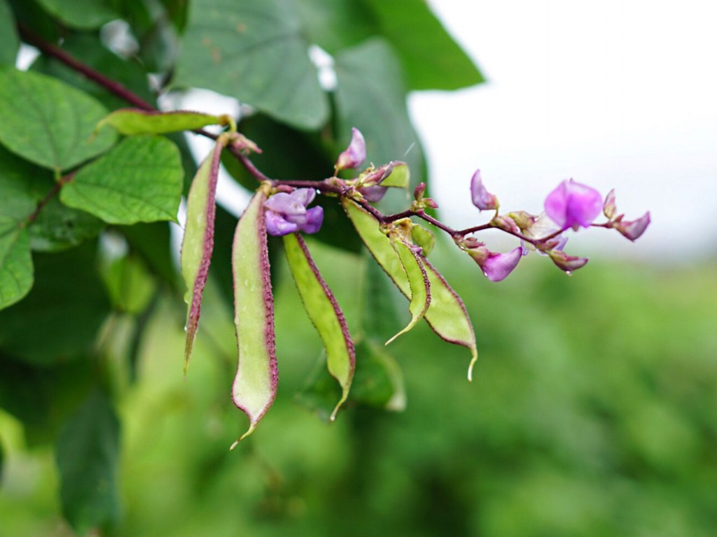 Plantar Feijão Roxo