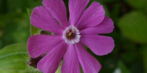 Silene dioica como plantar