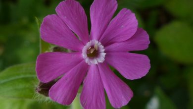 Silene dioica como plantar