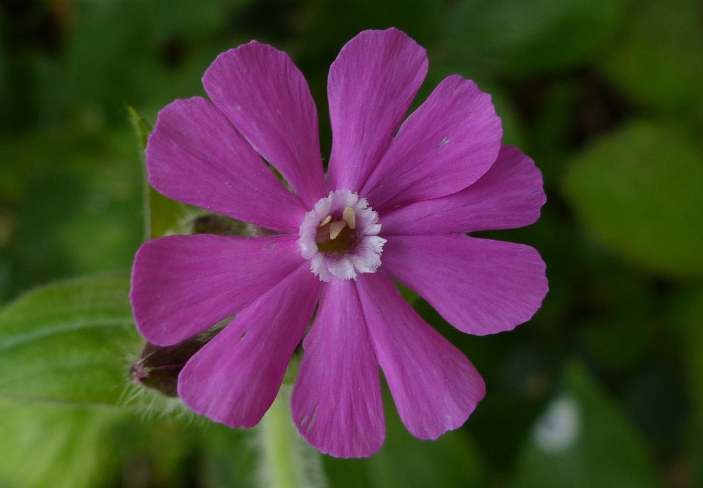 Silene dioica como plantar