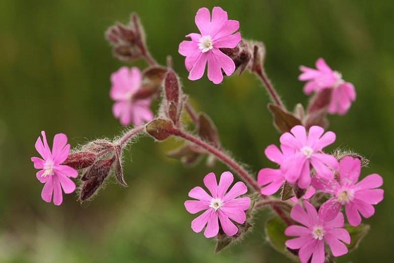 Silene dioica