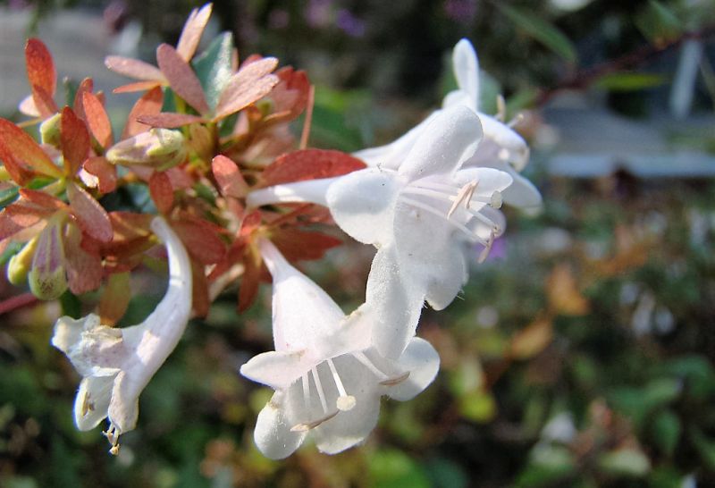 abelia