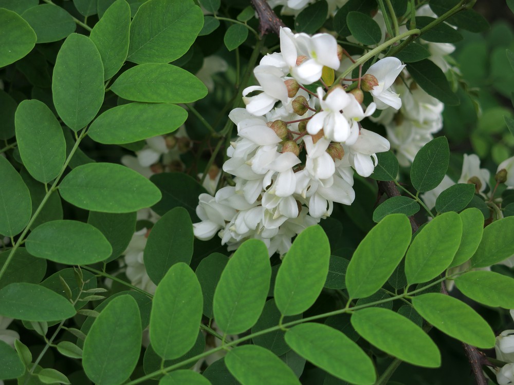 acacia branca como plantar