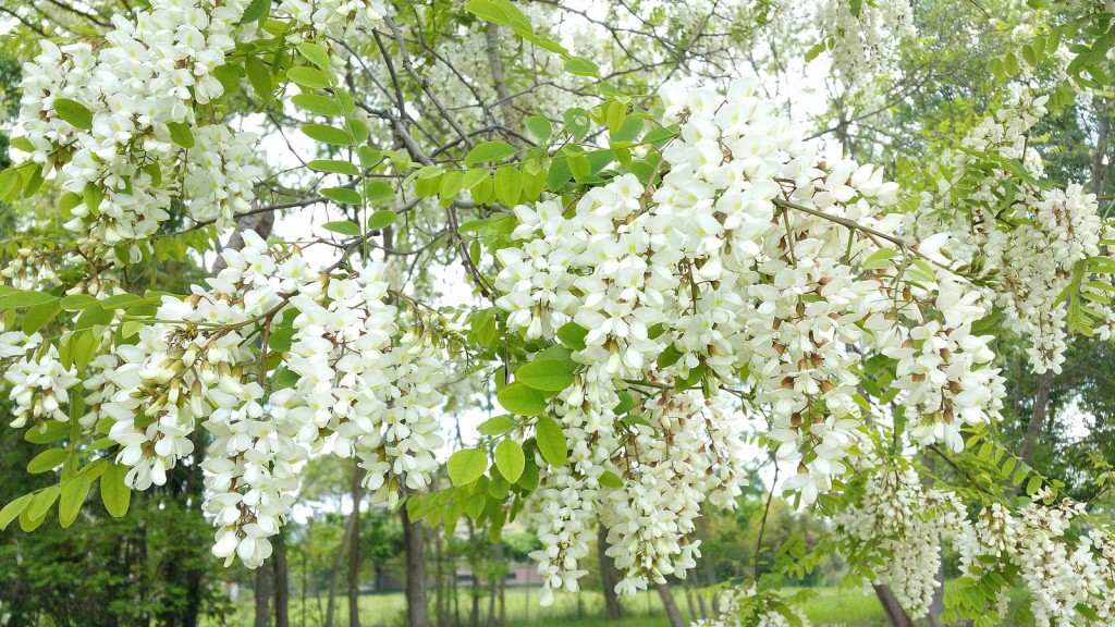 acacia branca