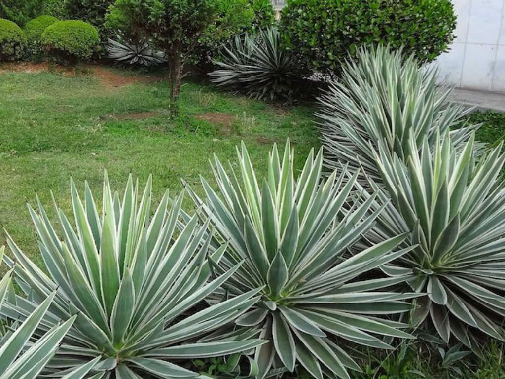 agave angustifolia