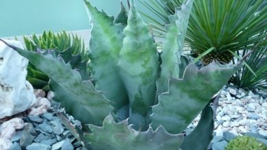 agave colorata
