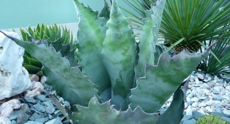 agave colorata