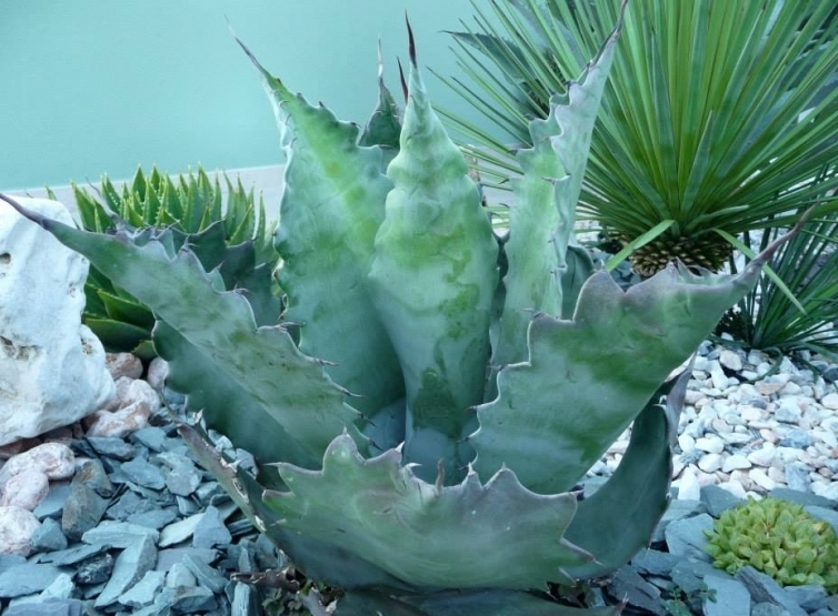 agave colorata