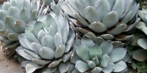 agave de alcachofra