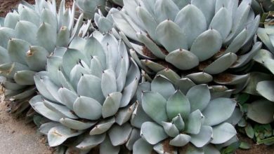 agave de alcachofra