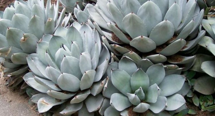 agave de alcachofra