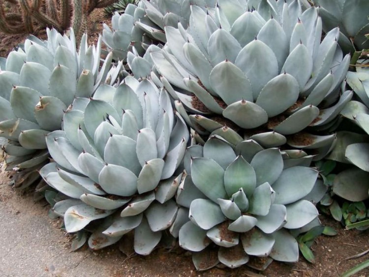 agave de alcachofra