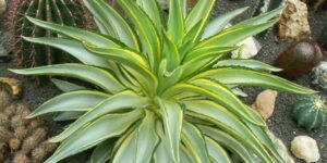 agave desmettiana