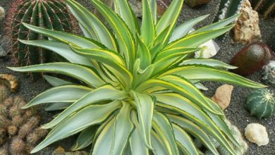 agave desmettiana