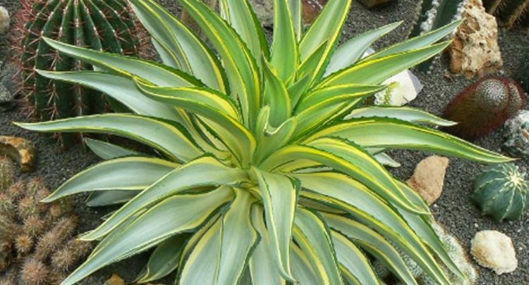 agave desmettiana