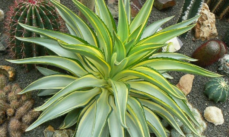 agave desmettiana