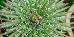 agave filifera