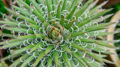 agave filifera