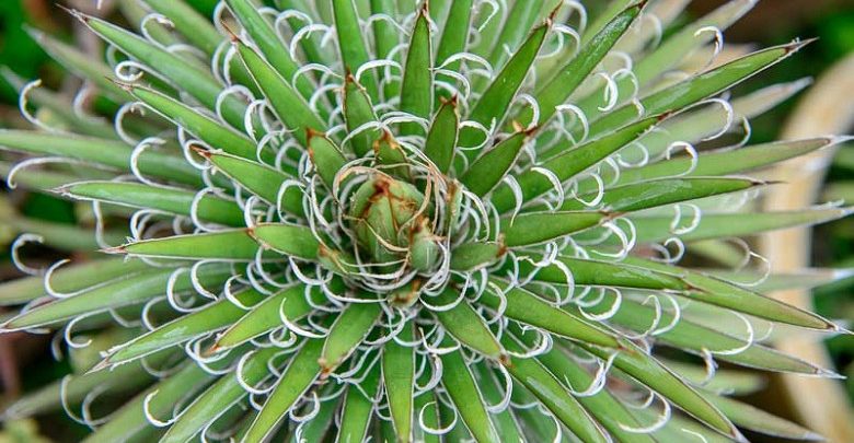 agave filifera