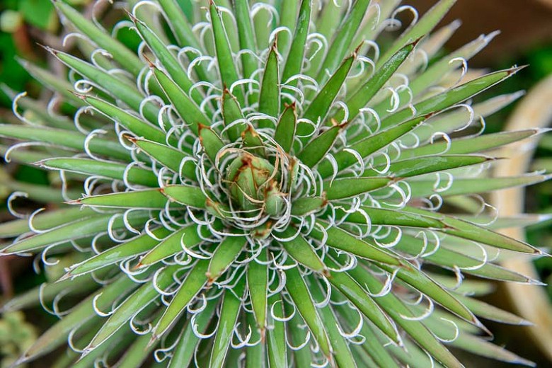 agave filifera