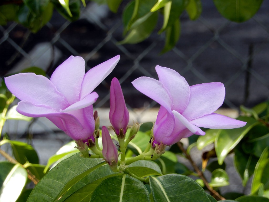 alamanda roxa como plantar