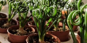 albuca spiralis