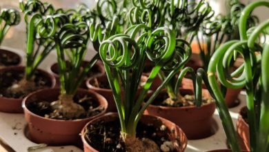 albuca spiralis