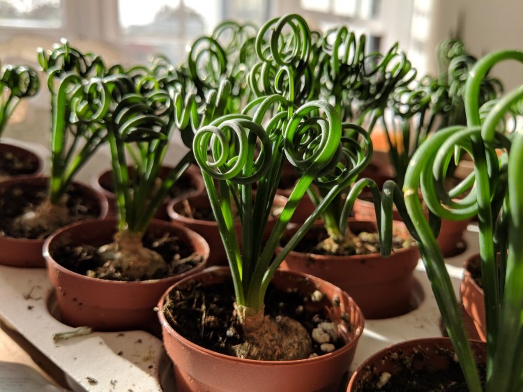 albuca spiralis