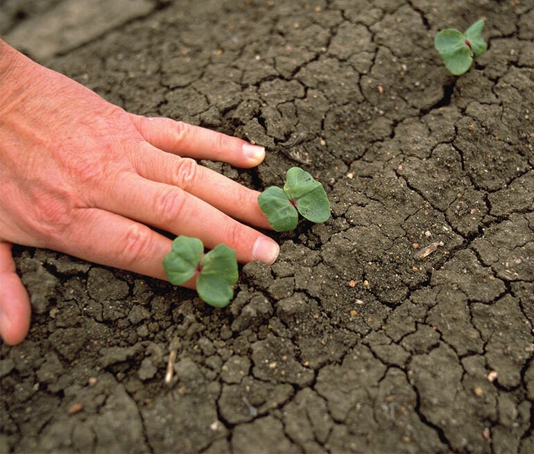 algodao como plantar