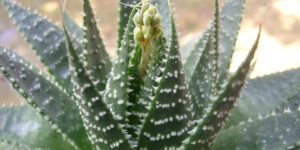 aloe aristata