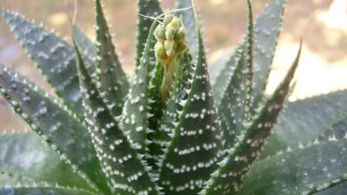 aloe aristata