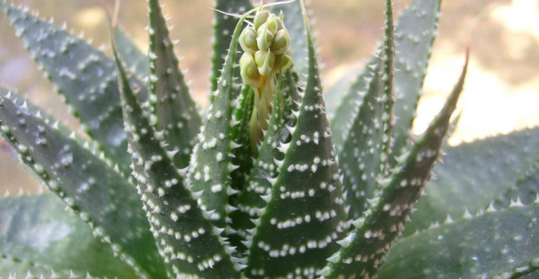 aloe aristata