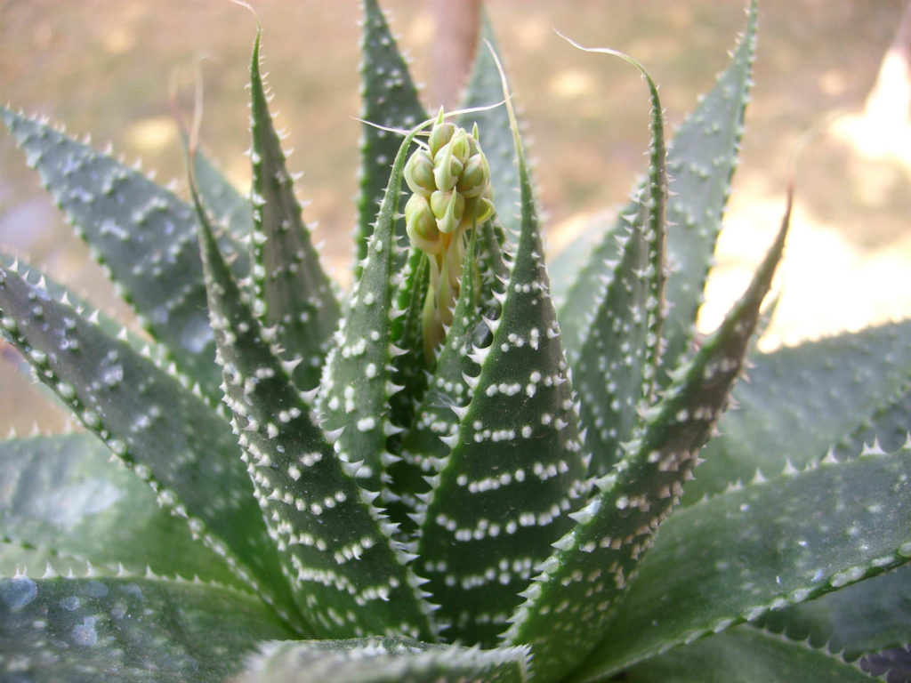 aloe aristata