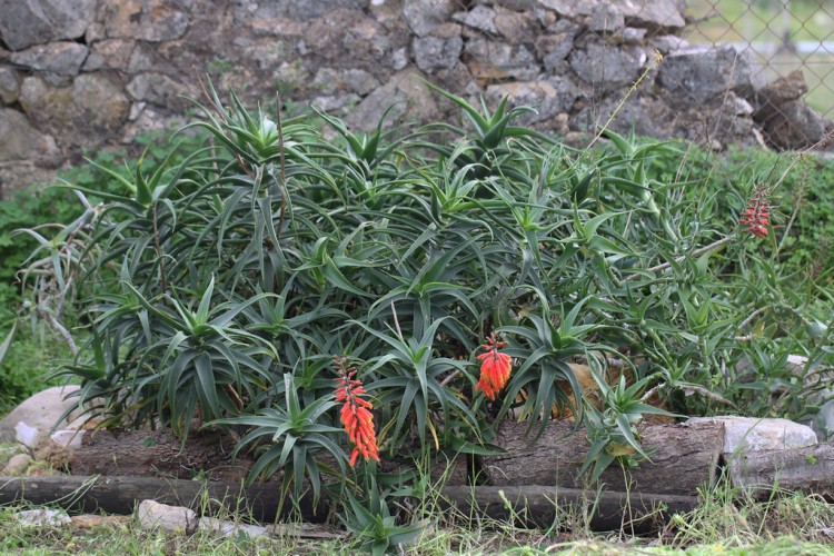 aloe ciliar