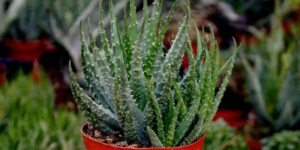 aloe humilis