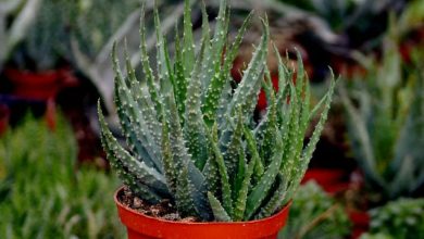 aloe humilis