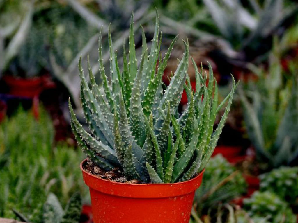 aloe humilis