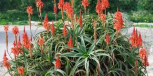 aloe krantz