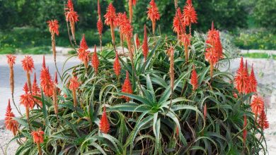 aloe krantz