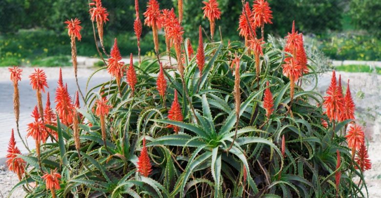 aloe krantz