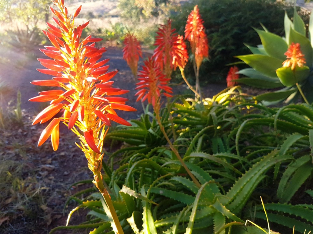 aloe krantz como cultivar