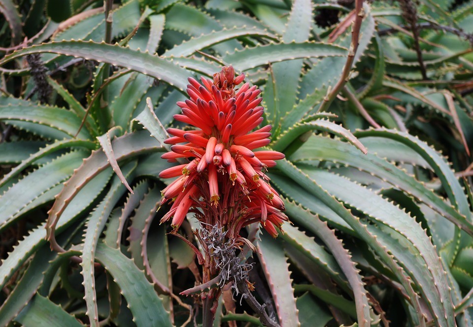 aloe krantz como plantar