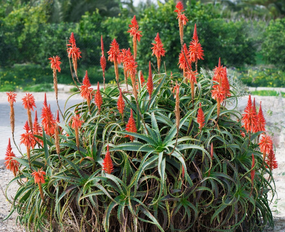 aloe krantz