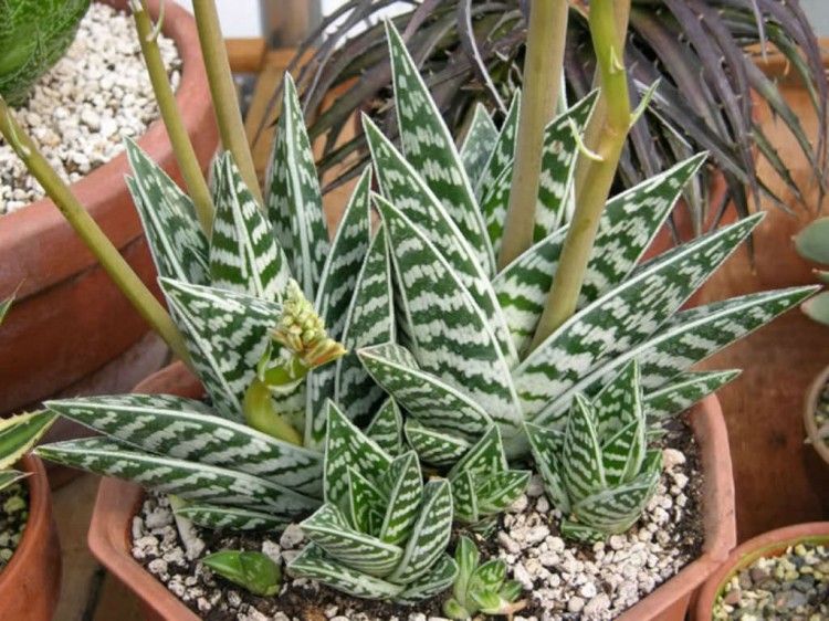 aloe variegata