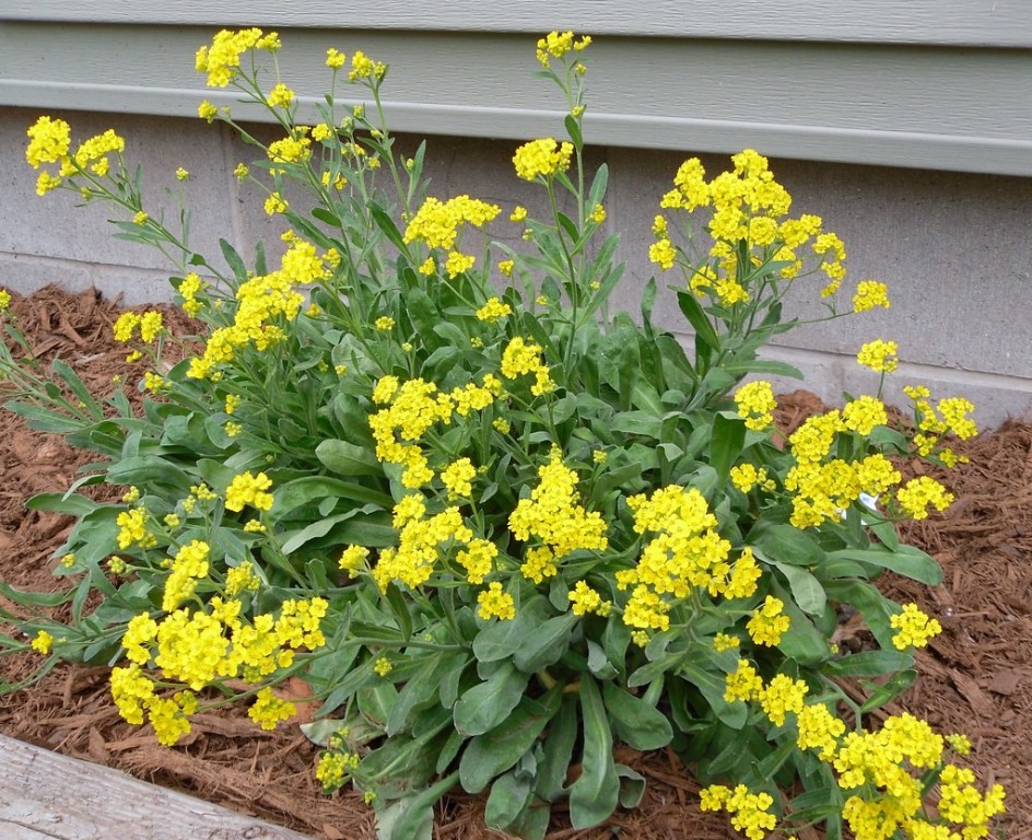 alyssum amarelo como plantar