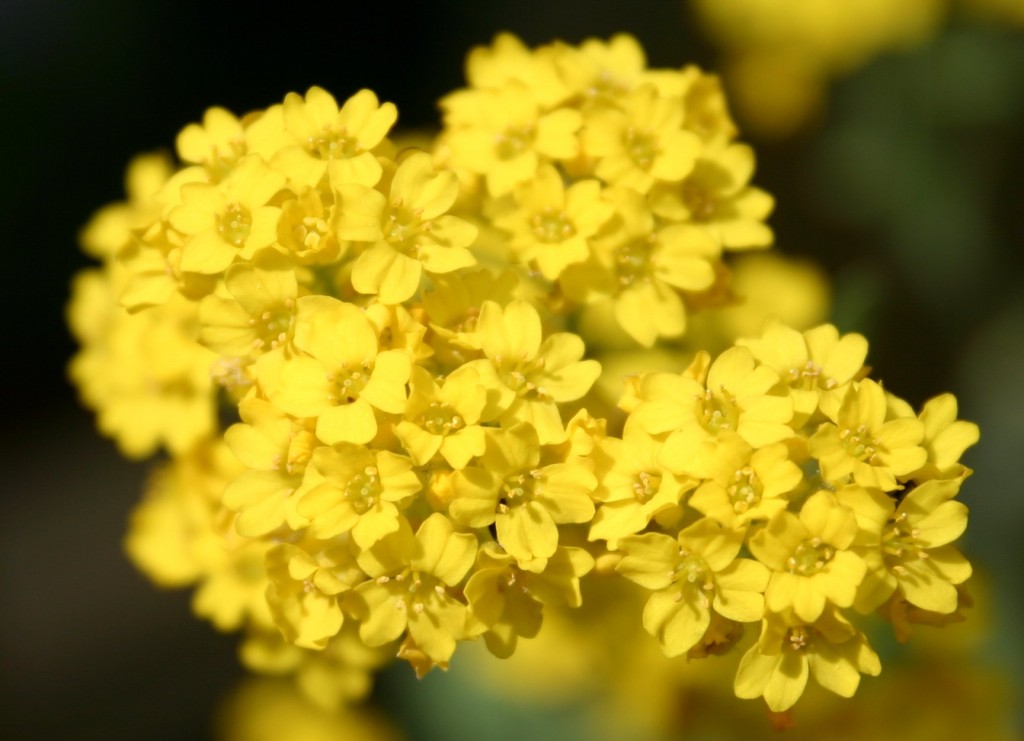 alyssum amarelo