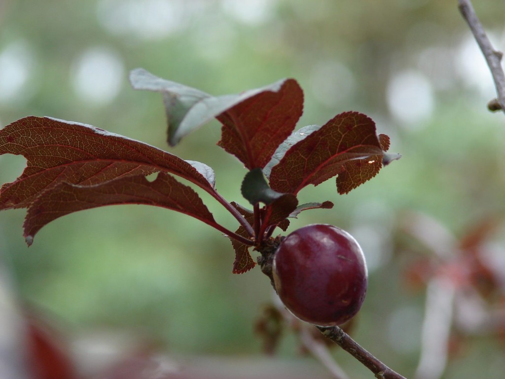 ameixa de folha roxa plantar
